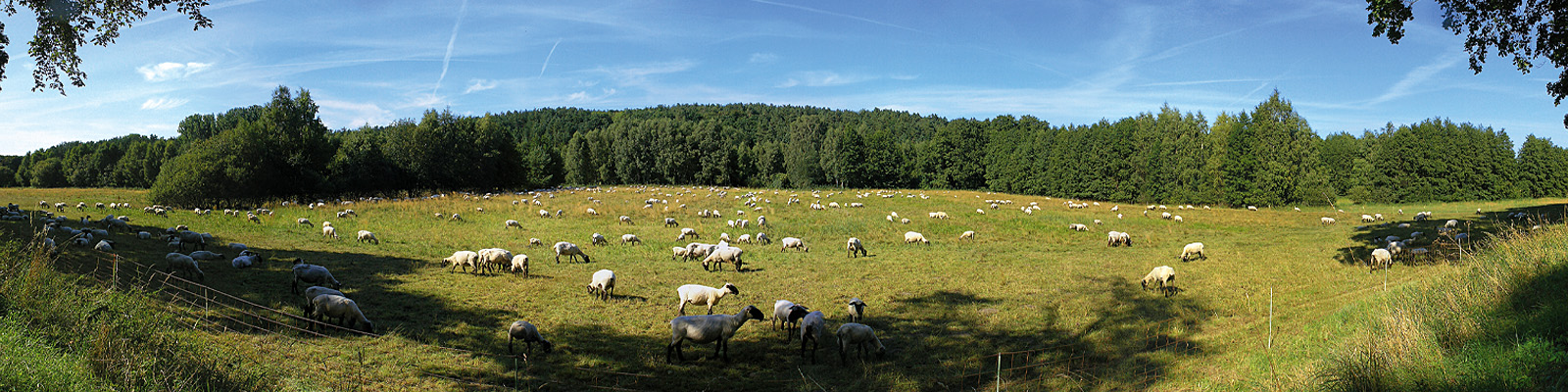 Panorama: Schafe bei Benz - Motivnummer: use-ach-02